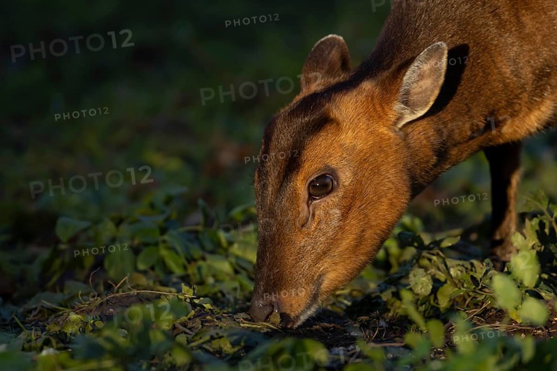 Muntjac deer (Muntiacus reevesi) adult animal head portrait, England, United Kingdom