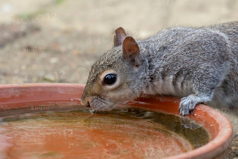 Grey squirrel (Sciurus carolinensis) adult animal drinking water from a garden plant pot saucer, England, United Kingdom