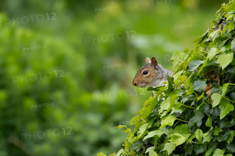 Grey squirrel (Sciurus carolinensis) adult animal on an ivy covered tree trunk, England, United Kingdom