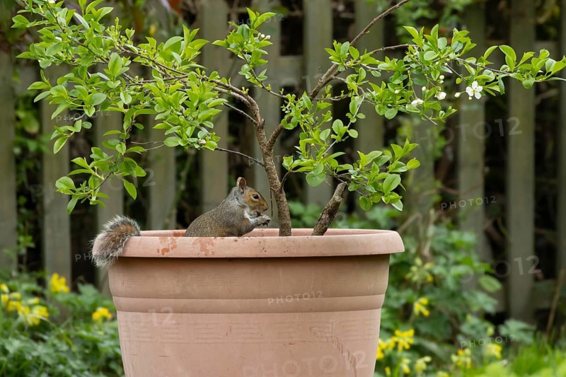 Grey squirrel (Sciurus carolinensis) adult animal feeding in a garden plant pot, England, United Kingdom