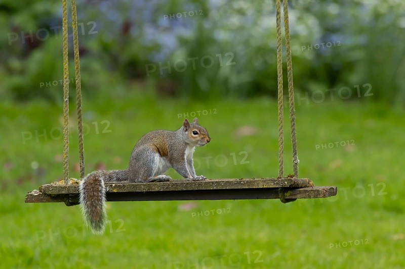 Grey squirrel (Sciurus carolinensis) adult animal on a garden swing, England, United Kingdom