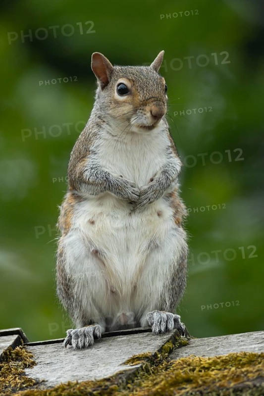 Grey squirrel (Sciurus carolinensis) adult animal on a garden shed roof, England, United Kingdom