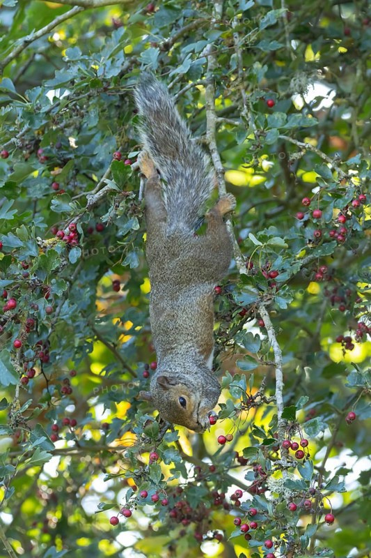 Grey squirrel (Sciurus carolinensis) adult animal feeding on Hawthorn tree berries in summer, England, United Kingdom
