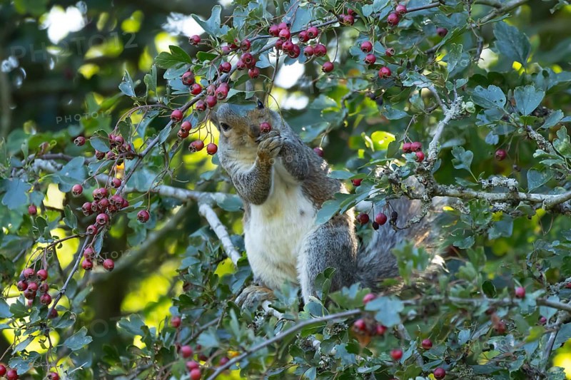 Grey squirrel (Sciurus carolinensis) adult animal feeding on Hawthorn tree berries in summer, England, United Kingdom