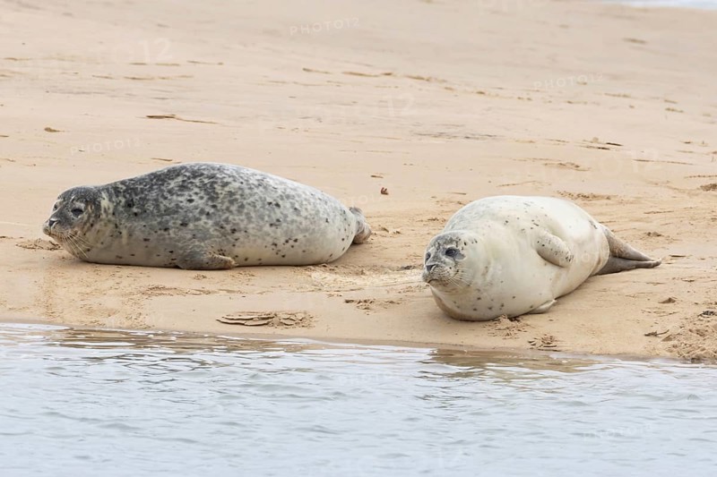 Common or Habor seal (Phoca vitulina) two adult animals resting on a sandbank by the sea, England, United Kingdom