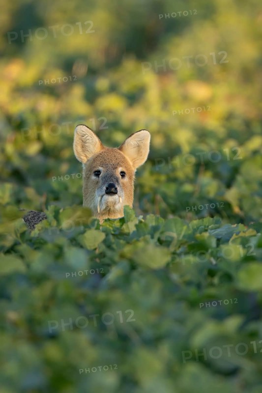 Chinese water deer (Hydropotes inermis) adult animal in an arable farm oilseed rape crop field, England, United Kingdom