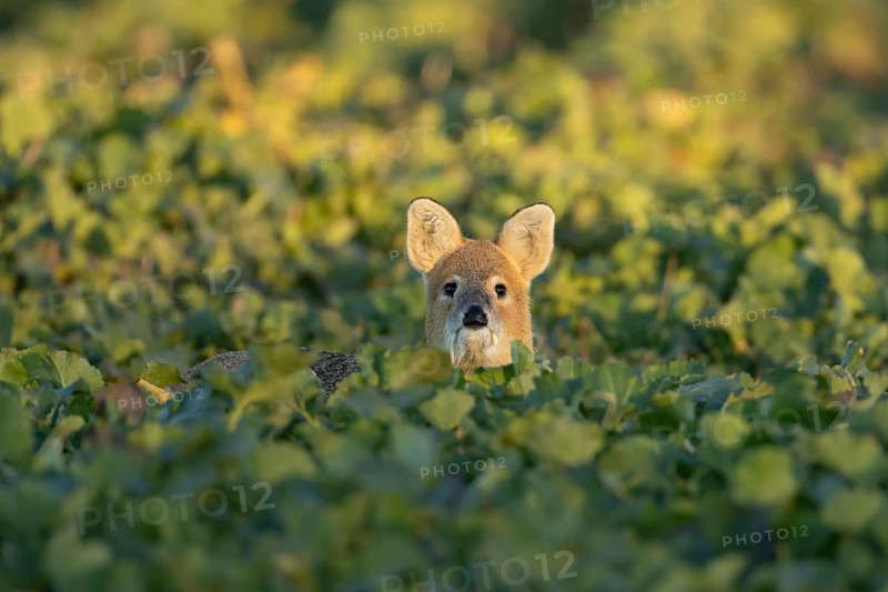 Chinese water deer (Hydropotes inermis) adult animal in an arable farm oilseed rape crop field, England, United Kingdom