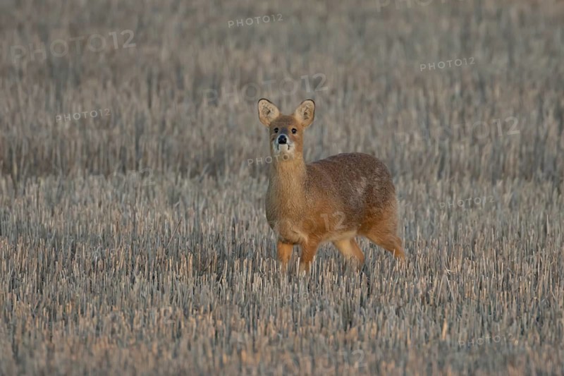Chinese water deer (Hydropotes inermis) adult animal in a farm stubble field, England, United Kingdom