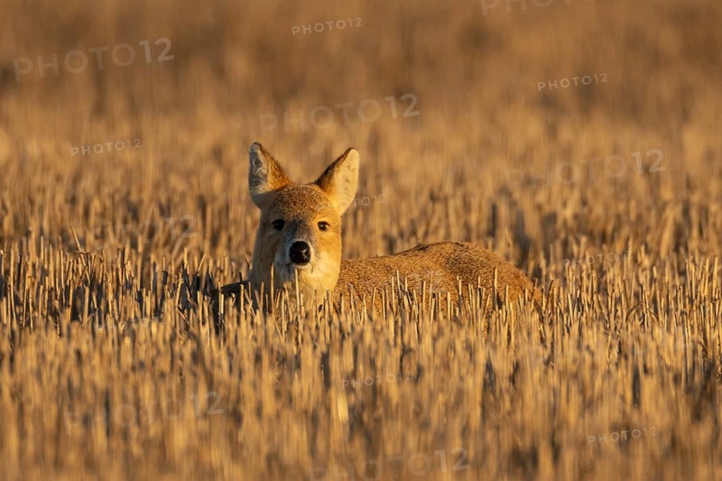 Chinese water deer (Hydropotes inermis) adult animal resting in a farm stubble field, England, United Kingdom