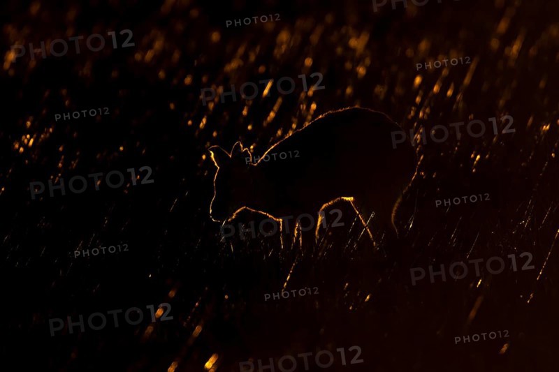 Chinese water deer (Hydropotes inermis) silhouette of an adult animal backlit in marshland, England, United Kingdom