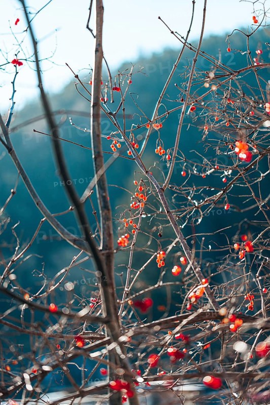 Twigs with red berries against a blurred background, wintery atmosphere