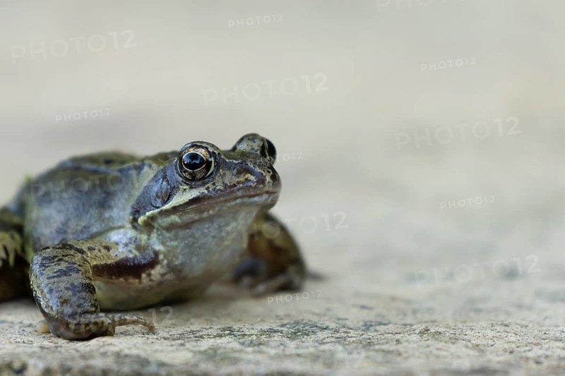 Common frog (Rana temporaria) adult amphibian on a garden paving slab in summer, England, United Kingdom