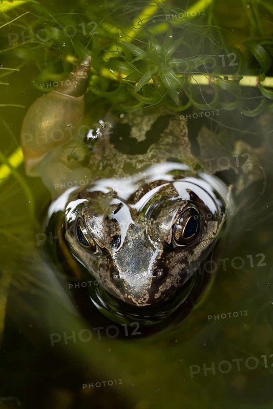 Common frog (Rana temporaria) adult amphibian on the water surface of a garden pond amongst pond weed in summer, England, United Kingdom