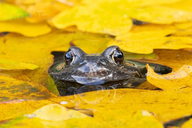 Common frog (Rana temporaria) adult amphibian on the water surface of a garden pond amongst fallen autumn leaves, England, United Kingdom