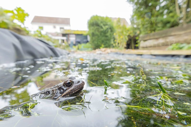 Common frog (Rana temporaria) adult amphibian on the water surface of a garden pond with a house in the background England, United Kingdom
