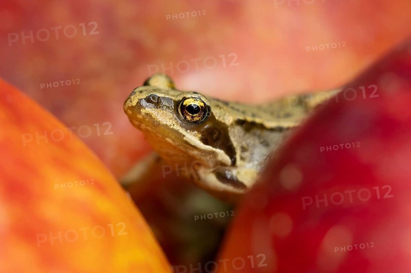 Common frog (Rana temporaria) adult amphibian in a garden amongst fallen apples in autumn, England, United Kingdom