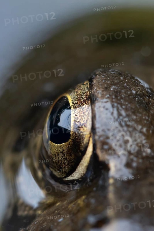 Common frog (Rana temporaria) adult amphibian on the water surface of a garden pond close up of its eye, England, United Kingdom