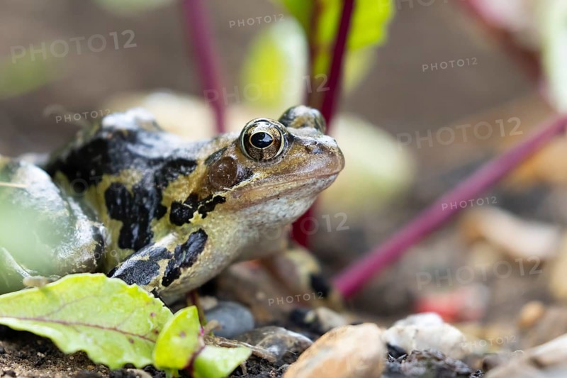 Common frog (Rana temporaria) adult amphibian amongst beetroot in a vegetable garden in summer, England, United Kingdom
