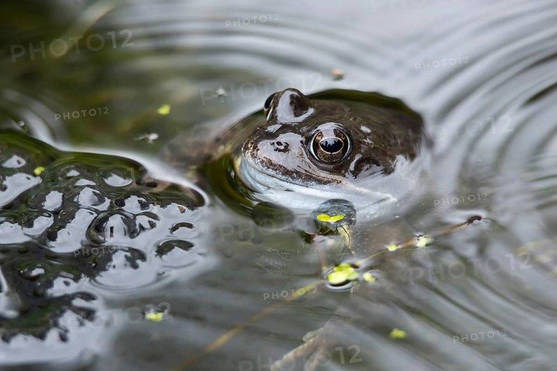 Common frog (Rana temporaria) adult amphibian on the water surface of a garden pond with spawn or eggs in spring, England, United Kingdom