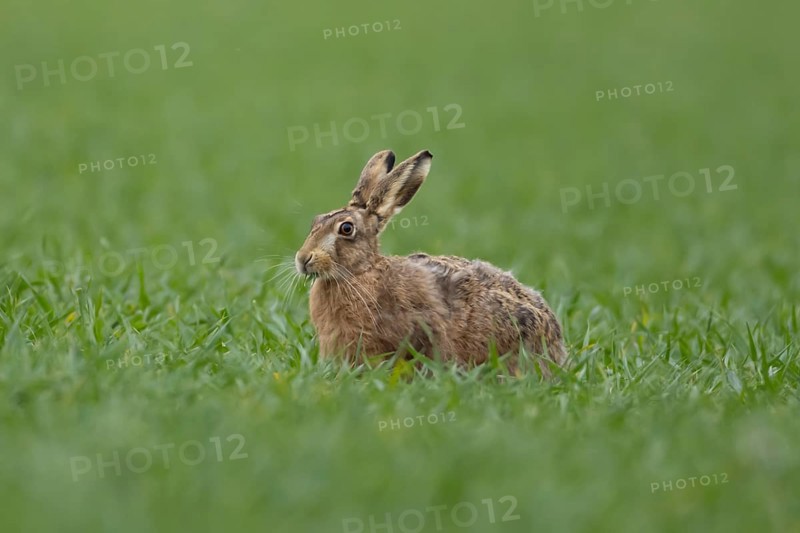 European brown hare (Lepus europaeus) adult animal feeding in a farmland cereal crop field in springtime, England, United Kingdom