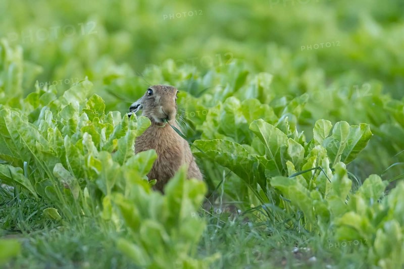 European brown hare (Lepus europaeus) adult animal feeding in an arable farm sugar beet crop field in summer, England, United Kingdom
