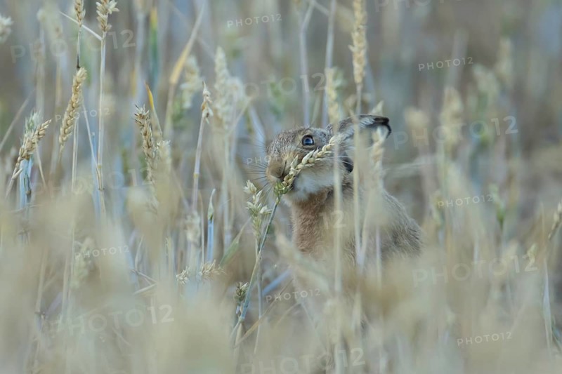 European brown hare (Lepus europaeus) adult animal eating a wheat sheath in a farmland field in summer, England, United Kingdom