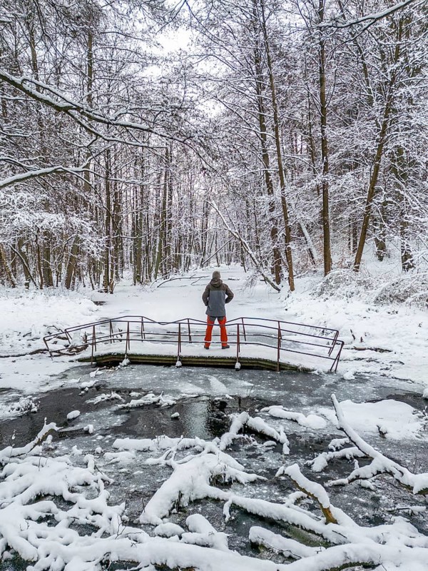 Aerial view, drone photo: Man hiking standing on a bridge over the Briese river in the forest in winter, landscape dammed by beavers, Briesetal, Barnim nature park Park, Brandenburg, Germany