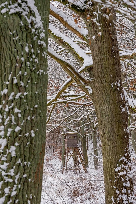 High seat in snow-covered forest landscape in winter, Briesetal, Barnim nature park Park, Brandenburg, Germany