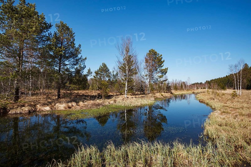 Ellbach im Ellbachmoor, high moor with pines and birches, Bad Tölz, Upper Bavaria, Germany