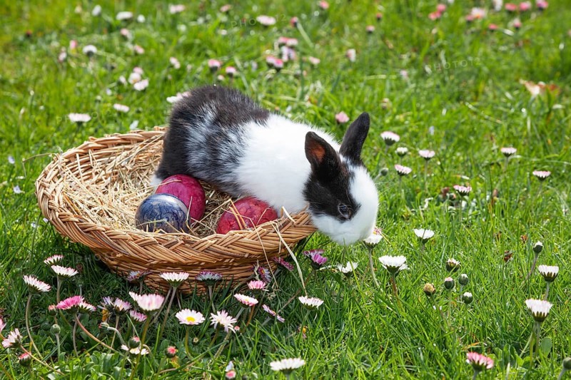 Rabbit (Oryctolagus cuniculus) in Easter nest on flower meadow in the garden, daisy (Bellis perennis), Upper Bavaria, Germany