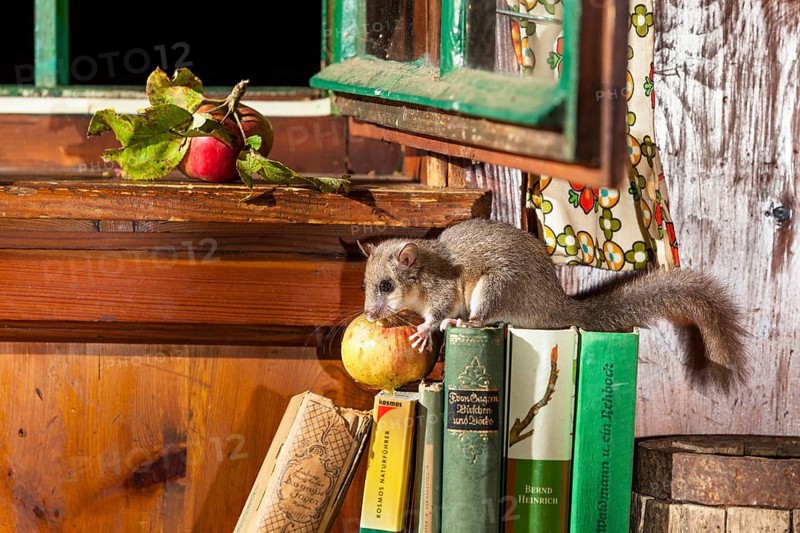Dormouse (Glis glis), eating apple in garden shed, Upper Bavaria, Germany / Fat Dormouse (Glis glis) in garden hut (Glis glis), Upper Bavaria, Germany
