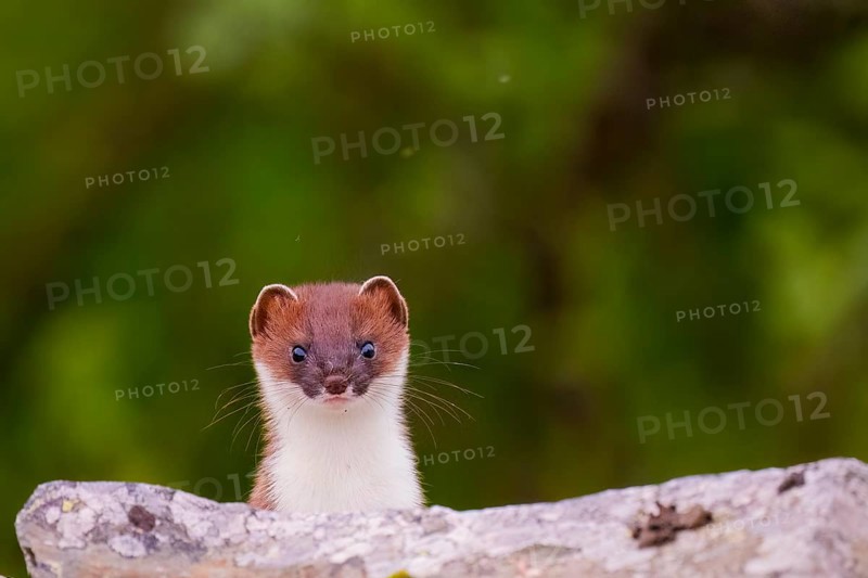 Båtsfjord, Troms, Norway, A curious stoat (Mustela erminea) looks over a stone wall against a blurred green background