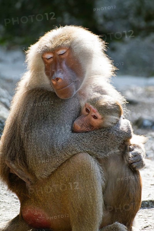 Mantled baboons (Papio hamadryas), mother with baby, zoo, Africa, captive