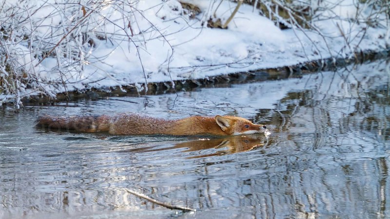 Red fox (Vulpes vulpes), swimming through river in winter, Upper Bavaria, Germany