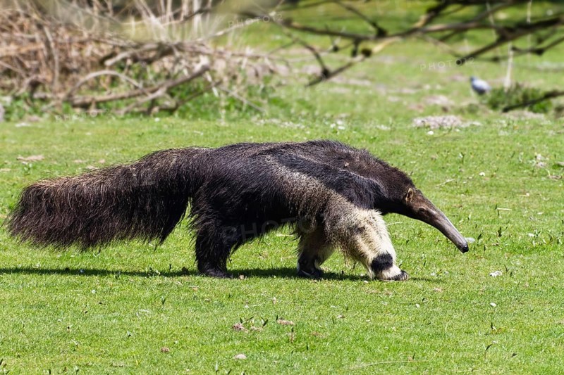 Giant anteater (Myrmecophaga tridactyla), South America, zoo, captive