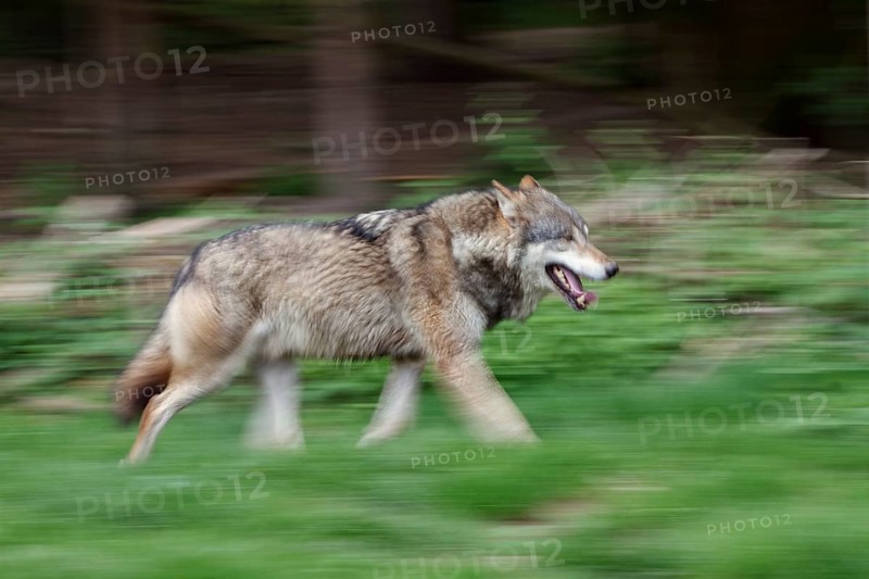 European (Canis lupus), wolf running, movement, Germany, Europe, captive