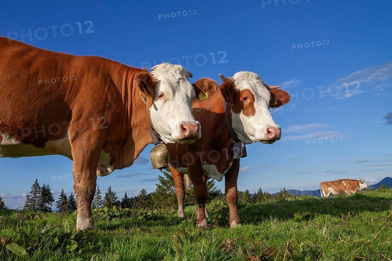 Cows on the Alm, Dairy Cows, Alps, Upper Bavaria, Germany