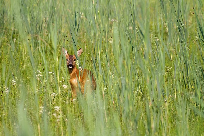 Roe deer in meadow (Capreolus capreolus), Upper Bavaria, Germany