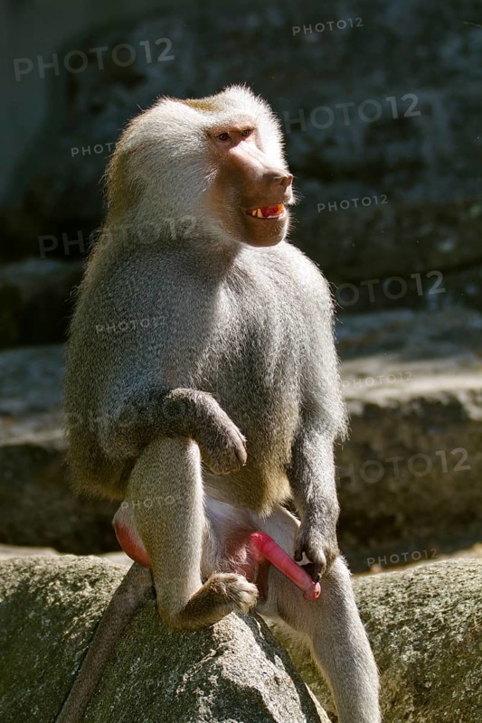 Mantled baboon (Papio hamadryas), male, zoo, Ethiopia