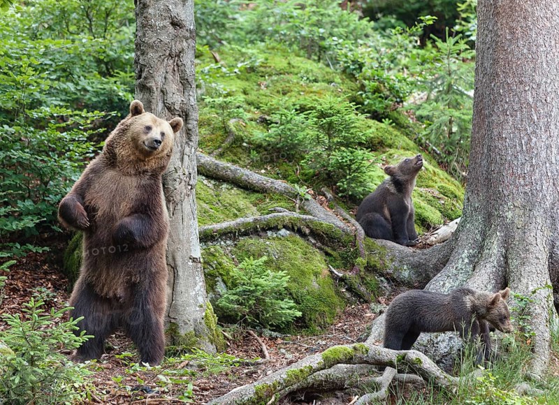 Brown bear (Ursus arctos), bear with cubs, mother, female, Bavarian Forest National Park, Lower Bavaria, Germany, Europe, captive