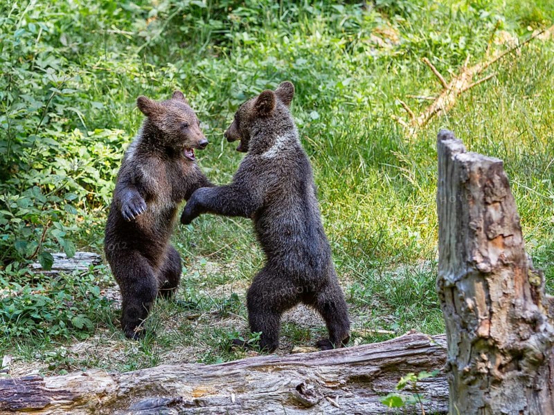 Young brown bears (Ursus arctos), playing, Bavarian Forest National Park, Lower Bavaria, Germany, Europe, captive