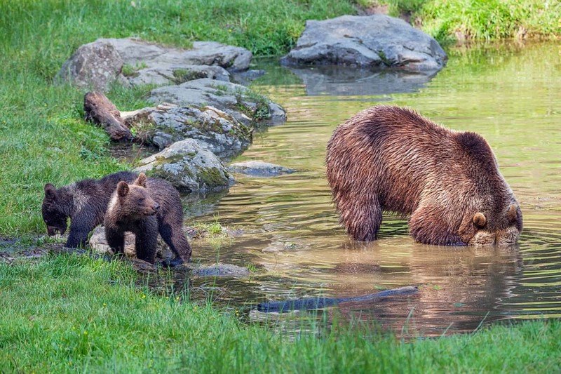Brown bears (Ursus arctos), female bear with cubs, Bavarian Forest National Park, Lower Bavaria, Germany, Europe, captive