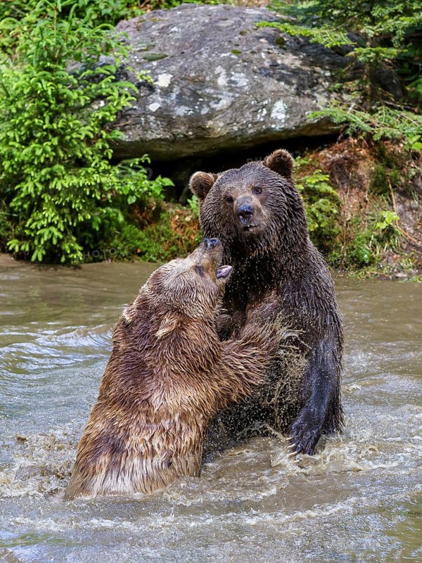Brown bears (Ursus arctos), fighting in the water, Bavarian Forest National Park, Lower Bavaria, Germany, Europe, captive