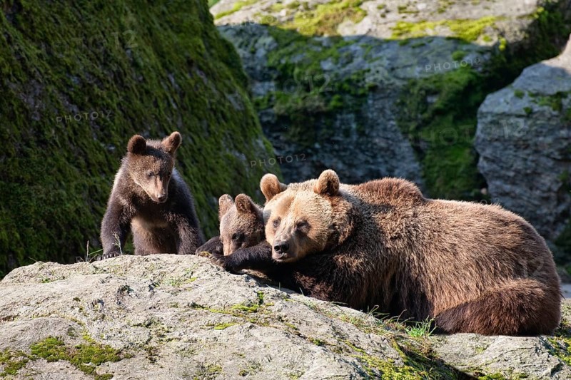 Brown bear (Ursus arctos), bear with cubs, mother, female, Bavarian Forest National Park, Lower Bavaria, Germany