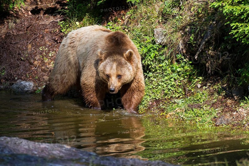Brown bear (Ursus arctos), female bear, Bavarian Forest National Park