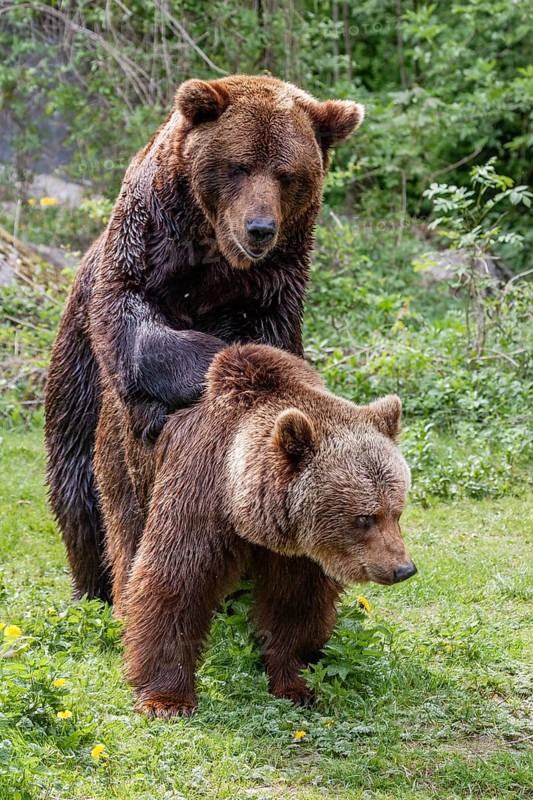 Brown bears (Ursus arctos), mating, Europe, zoo, captive