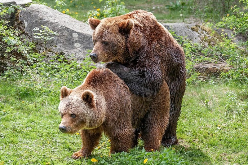 Brown bears (Ursus arctos), mating, Europe, zoo, captive