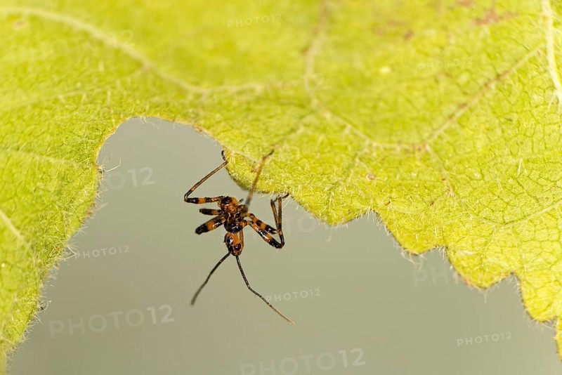 A few days old nymph of a predatory bug (probably Rhynocoris cf. cuspidatus), family Reduviidae, Valais, Switzerland