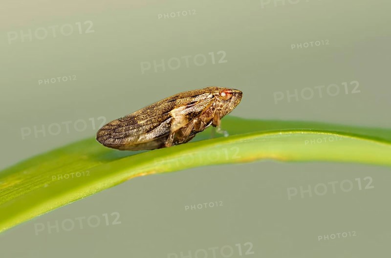 Alder foam cicada (Aphrophora alni), Valais, Switzerland