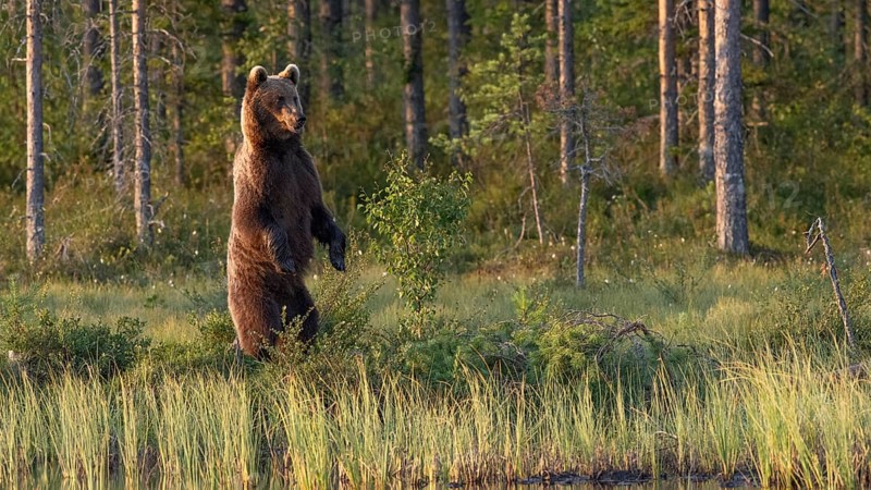 An upright brown bear (Ursus arctos) in a dense forest, surrounded by green vegetation in the evening light, Karelia, Lapland, Finland